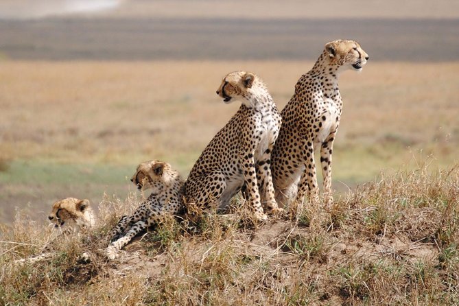 5 Days / 4 Nights Join group safari - Day 1: Leaving Arusha for Tarangire
