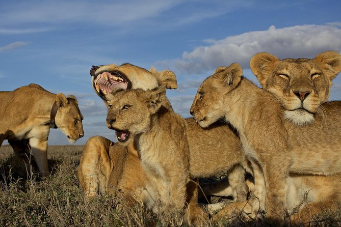 5 Days / 4 Nights Join group safari - Ngorongoro Crater: A dramatic stop with a busy schedule