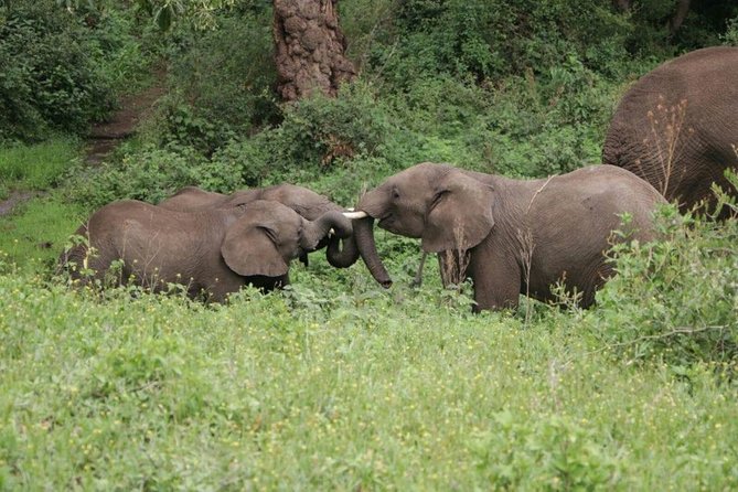 5 Days / 4 Nights Join group safari - Lake Manyara adds variety to the final stretch
