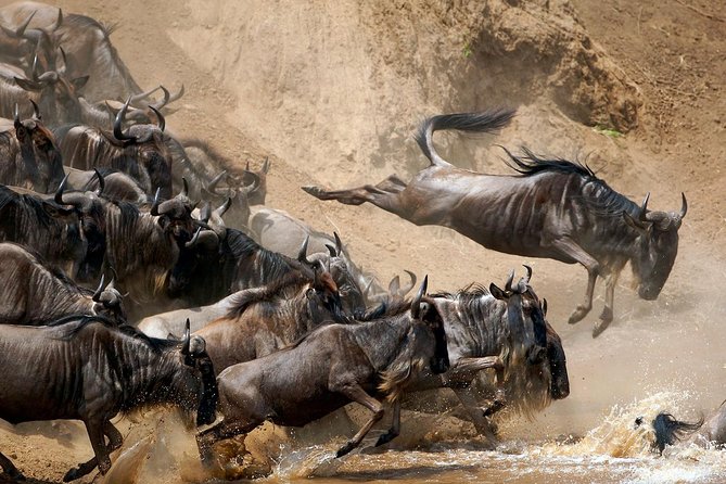 5 Days / 4 Nights Join group safari - Meals, water, and daily comfort