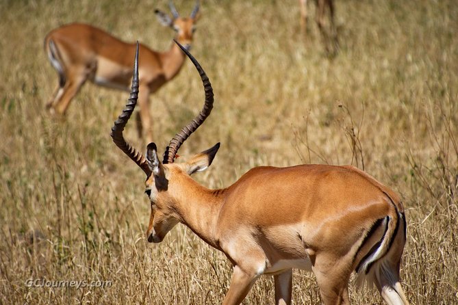 5 Days / 4 Nights Join group safari - Days 2 and 3: The long reach to the Serengeti