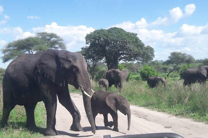 5 Days African Safaris - Ngorongoro Crater: A Compact Wildlife Day
