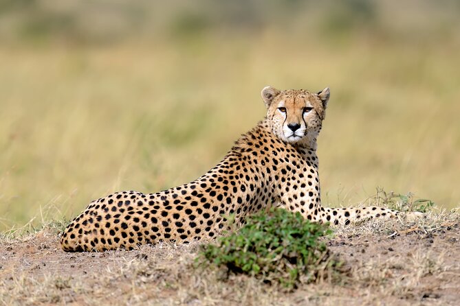5 Days Budget Safari in Tanzania - Day 5: Lake Manyara’s birds and tree-climbing lions
