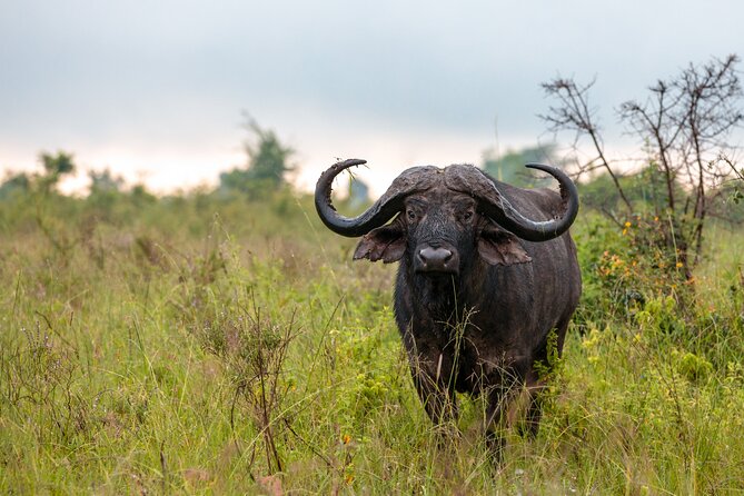 5 Days Budget Safari in Tanzania - The guides, chef, and organization