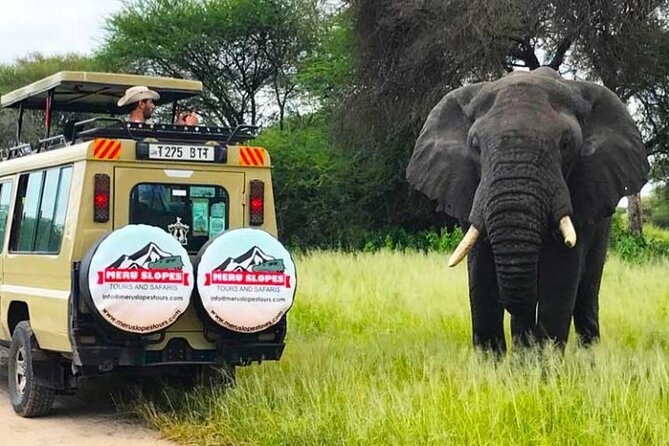 5 Days Camping Tarangire, Serengeti & Ngorongoro crater & Visiting Maasai - Day 4: Sunrise game drive and the road to Ngorongoro