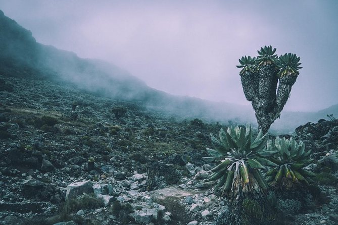 5 Days cheapest Kilimanjaro Marangu Route - Day 4: Gilman’s Point, Uhuru Peak, and a very long descent