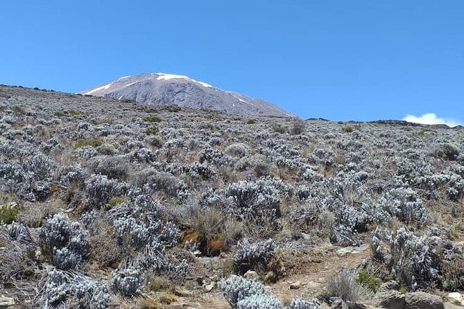 5 Days Climbing Mount Kilimanjaro Marangu Route - Day 4: Gilman’s Point, Uhuru Peak, and Horombo Hut