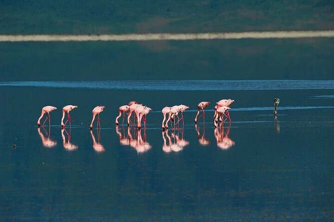5 Days Exclusive Camping Adventure in Northern Tanzania - Day 1: Tarangire and its elephant country