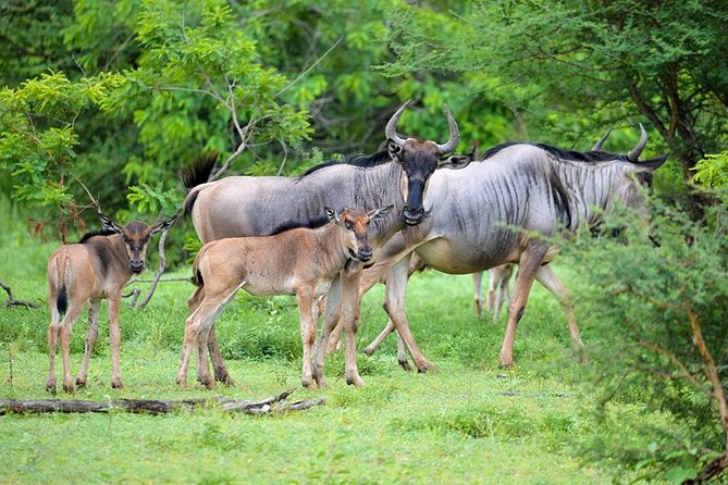 5 Days Fantastic Tanzania Lodge Safaris - Day 1: elephants and baobabs in Tarangire National Park