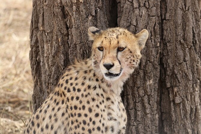 5 Days Fantastic Tanzania Lodge Safaris - Day 3: Serengeti viewing before the Ngorongoro rim