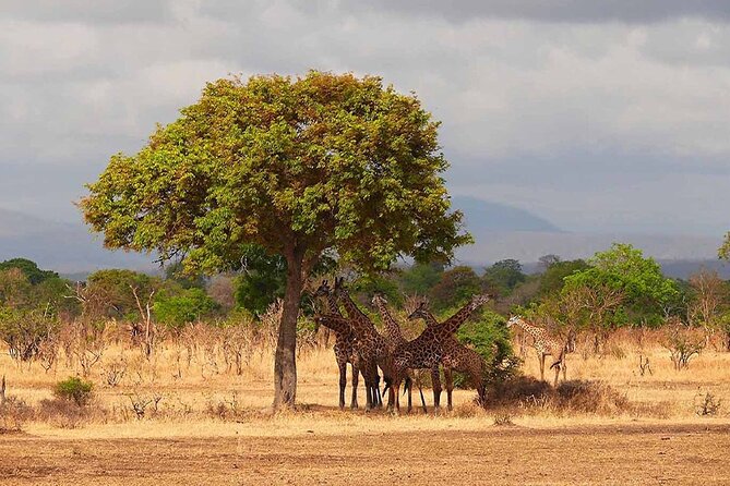 5 Days Fantastic Tanzania Lodge Safaris - Day 2: the long move toward the Serengeti