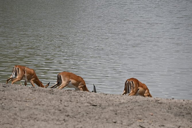5 Days Group Camping Safari - What $1,100 buys you in northern Tanzania