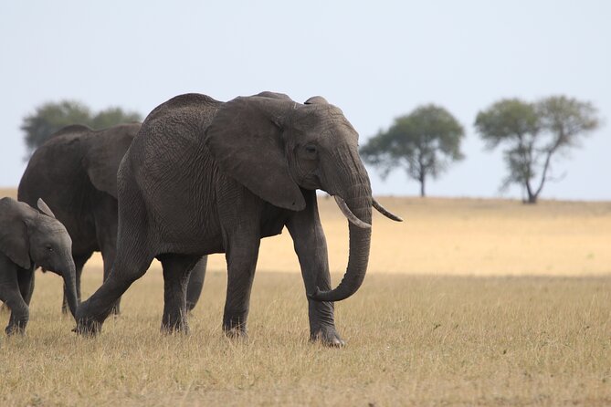 5 Days Group Camping Safari - Day 3: entering the Serengeti through the highlands
