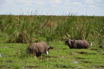 5 Days Group Camping Safari