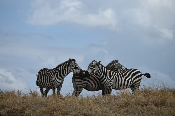 5 Days Group Camping Safari - Day 4: a long Serengeti morning and the road to Ngorongoro