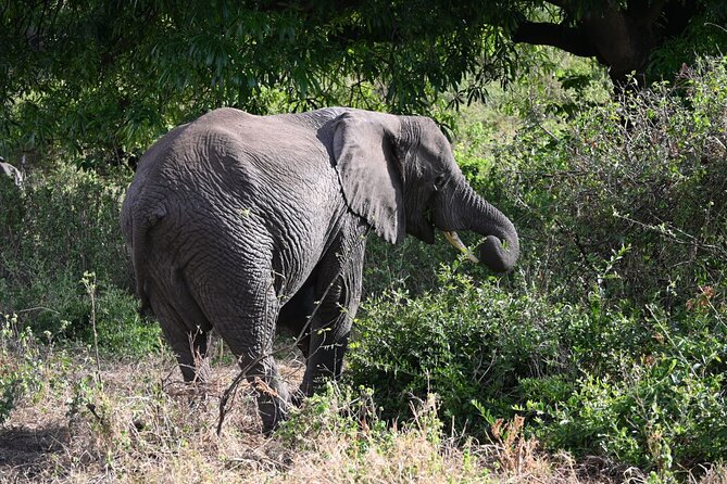 5 Days Group Camping Safari - Day 5: inside the Ngorongoro Crater