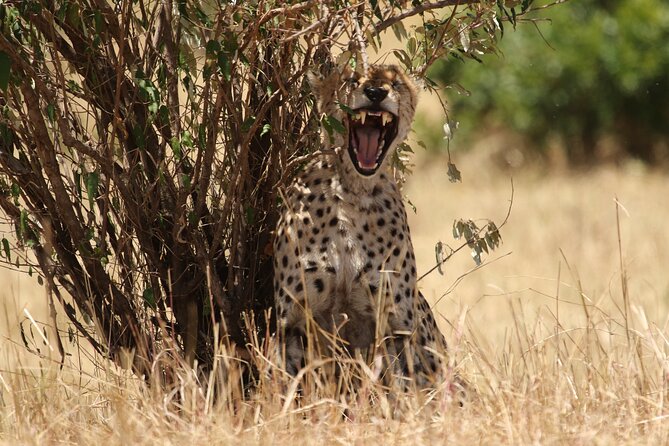 5 Days Group Camping Safari - Camping, meals, and the feel of the trip