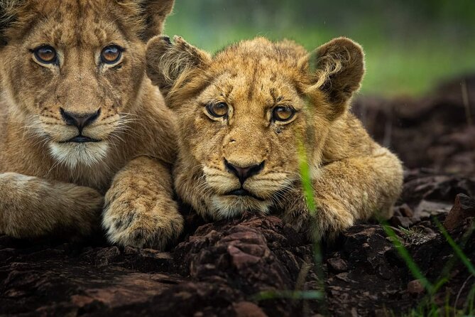 5-Days Lake Manyara, Serengeti, Ngorongoro Crater and Tarangire - Why the Serengeti gets two nights