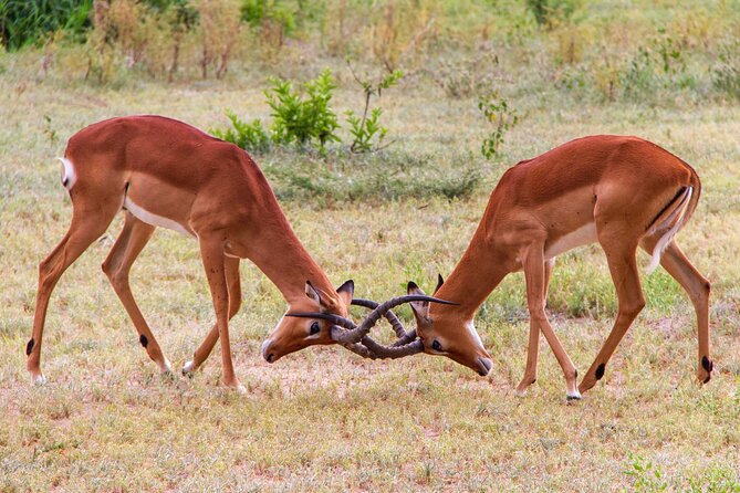 5 Days Lodge Luxury: A Taste of Tanzania Safari - What $2,693 buys you on this Tanzania safari
