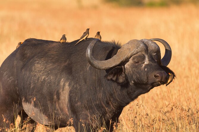 5 Days Lodge Luxury: A Taste of Tanzania Safari - Day 2: Tarangire and the river that gathers wildlife