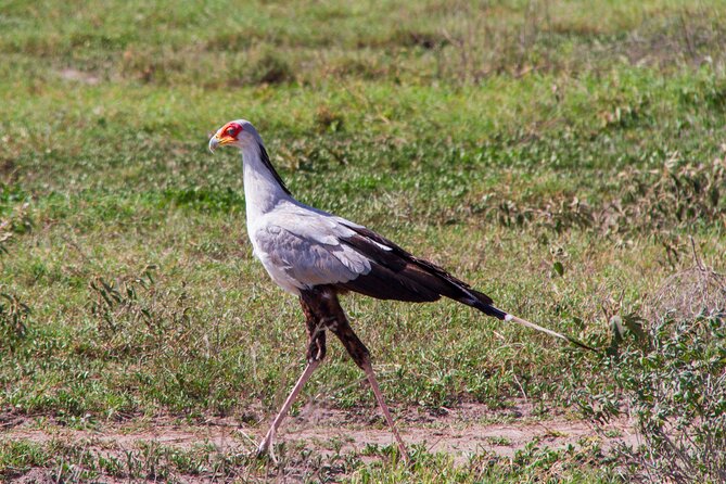 5 Days Lodge Luxury: A Taste of Tanzania Safari - Day 3: Descending 610 metres into Ngorongoro Crater