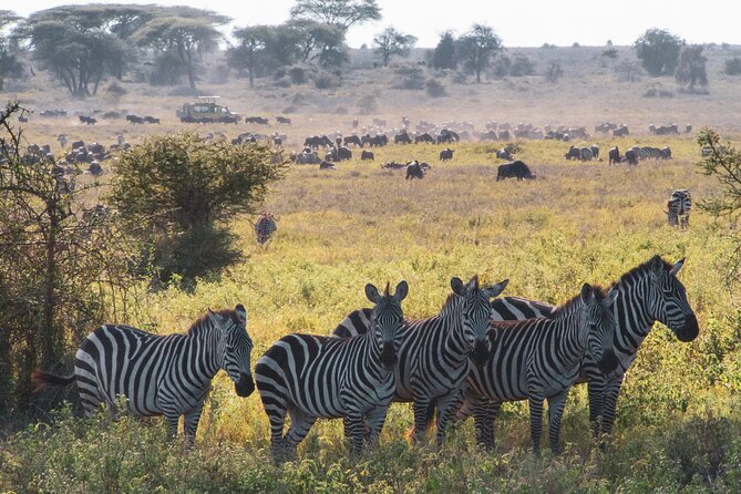 5 Days Lodge Luxury: A Taste of Tanzania Safari - Maasai culture and what to clarify