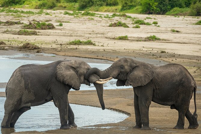 5 Days Lodge Luxury: A Taste of Tanzania Safari - Guides, vehicles, and the private-tour advantage