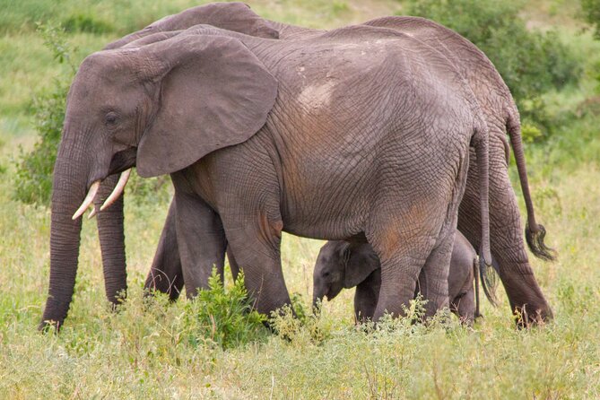5 Days Lodge Luxury: A Taste of Tanzania Safari - The pace, meals, and lodge comfort