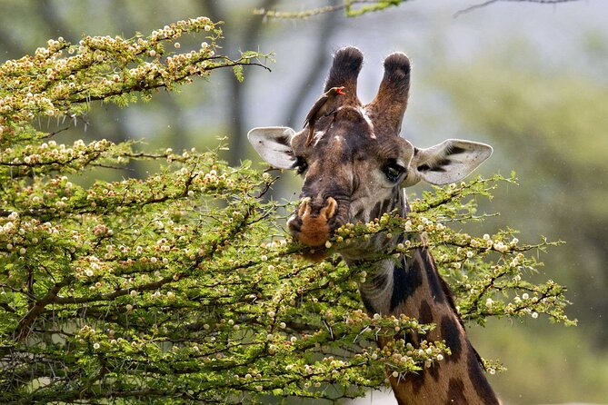 5 Days Lodge Luxury: A Taste of Tanzania Safari - Day 1: A gentle arrival in Usa River