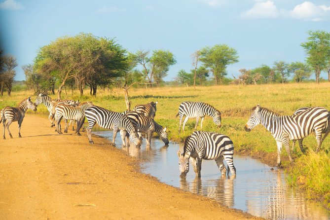 5 Days Lodge Safari. - Three parks, five days, and a lot of road