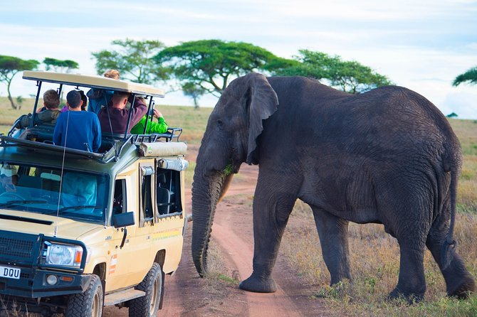5 Days Lodge Safari. - Day 3: A full Serengeti game drive