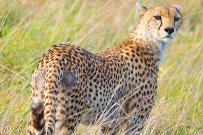5 Days Lodge Safari. - Day 5: Down into Ngorongoro Crater