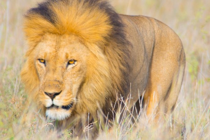 5 Days Lodge Safari. - Lodges, meals, and the comfort level