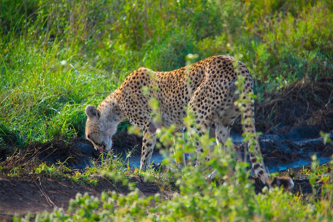 5 Days Lodge Safari. - What the $2,309.54 price buys you