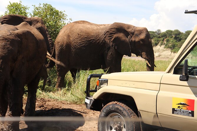 5 Days Lodge Safari - Tarangire, Serengeti, Ngorongoro & Manyara - Why this route works so well