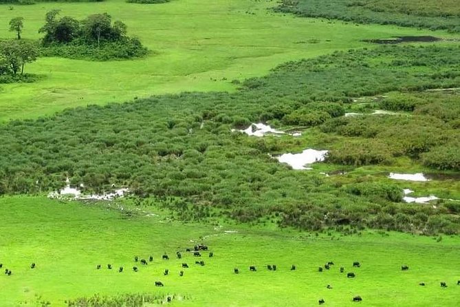 5 Days Luxury Lodge Safari Tour Tanzania - Day 3: Sunrise in Serengeti, then a full day on the plains