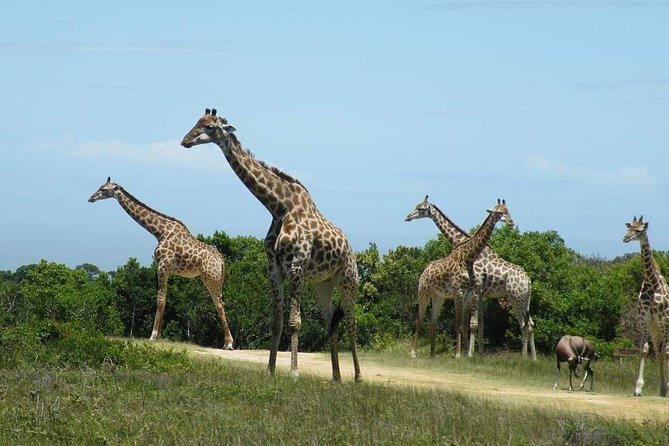5 Days Luxury Lodge Safari Tour Tanzania - Day 4: Leaving central Serengeti for Ngorongoro Sopa Lodge