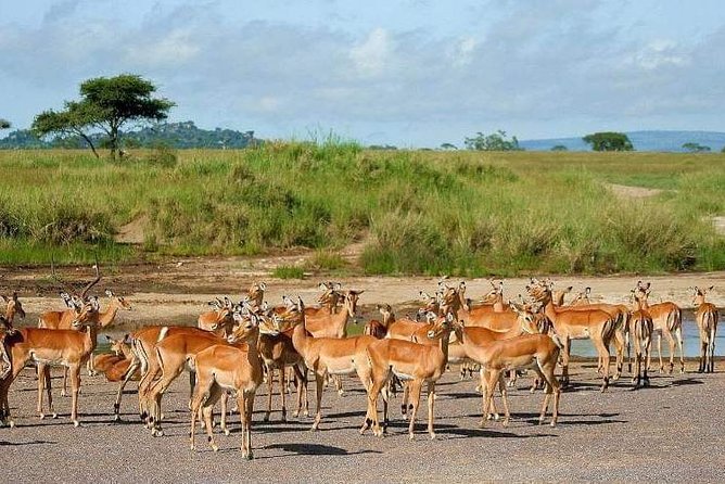 5 Days Luxury Lodge Safari Tour Tanzania - Day 5: Down into Ngorongoro Crater