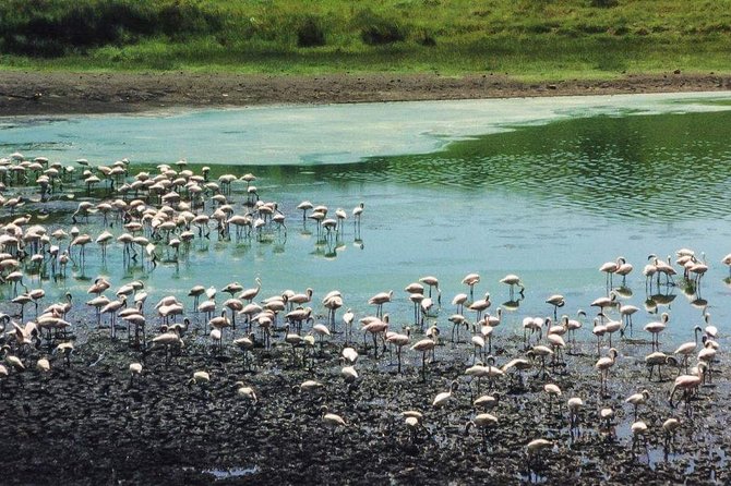 5 Days Luxury Lodge Safari Tour Tanzania - Lodge comfort, meals, and what the price covers