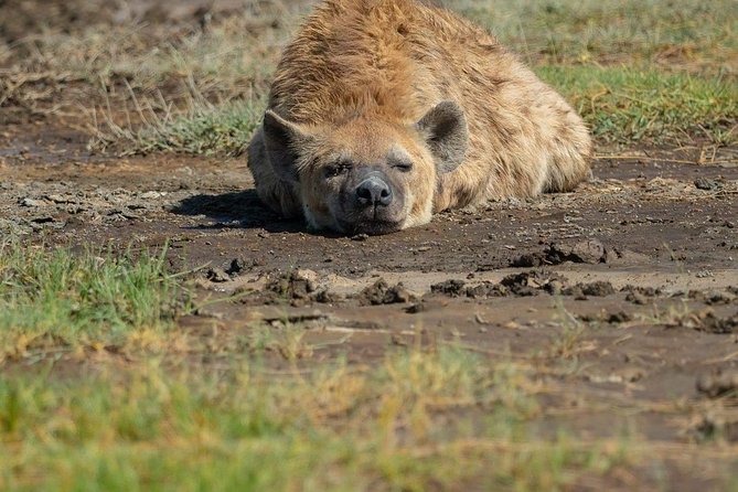 5 Days Luxury Lodge Safari Tour Tanzania - Day 2: From Ngorongoro highlands to the Serengeti plains