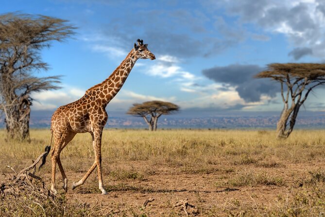 5 Days Mid-Range Group Safari with Accommodation - Key points before you book