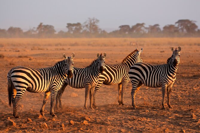5 Days Mid-Range Group Safari with Accommodation - Four parks in five days, with a lot to see