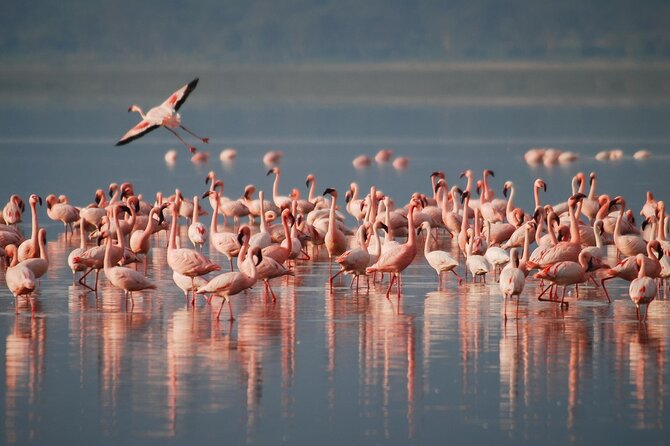 5 Days Northern Tanzania Safari- Lodging - A five-day route through Tanzania’s northern circuit