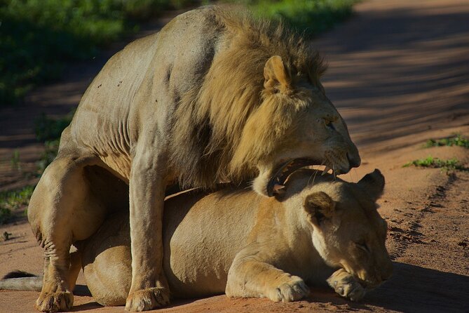 5 Days Northern Tanzania Safari- Lodging - Two days in the Serengeti