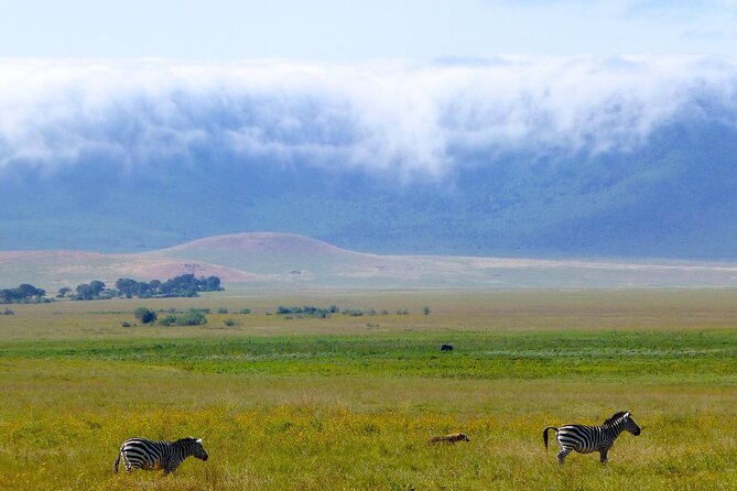5 Days Northern Tanzania Safari- Lodging - Ngorongoro Crater and concentrated wildlife