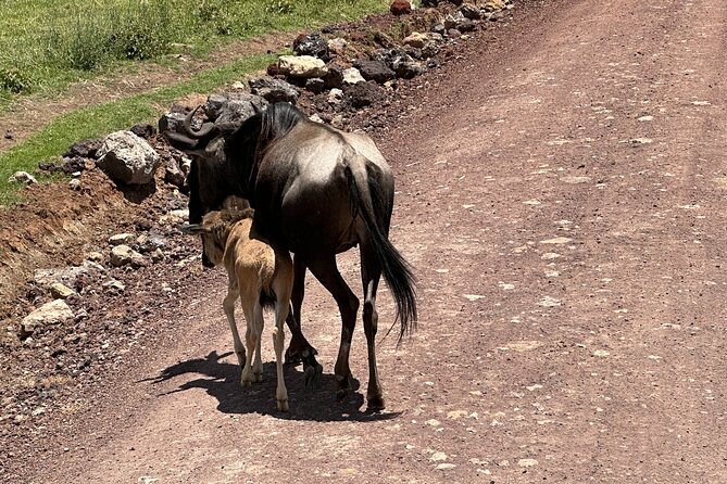 5 Days of Wilderness Ride - Wildlife seen from a Honda Rally 300