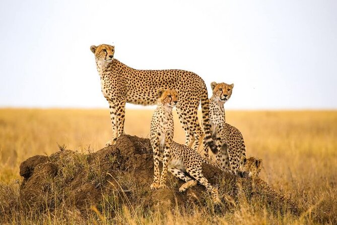 5-Days Private Safari in Tanzania with Pick Up - Four parks, one compact northern Tanzania safari