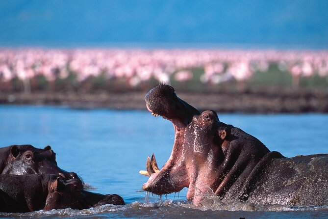 5-Days Private Safari Tour in Trangire, Serengeti, and Ngorongoro Crater - Day 5: Transfer arrangements in Arusha