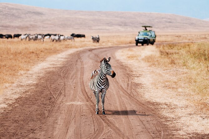 5 Days Private Safari Tour & Maasai village Visit Tanzania - Day 4: Seronera cats, plains wildlife, and the move toward Ngorongoro