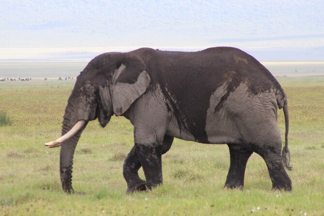 5-Days Private Tanzania Safari Tour - Key points to know before booking